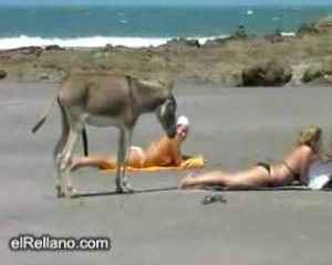 Hengstige ezel laat beach babe duidelijk merken hoe leuk hij haar vind